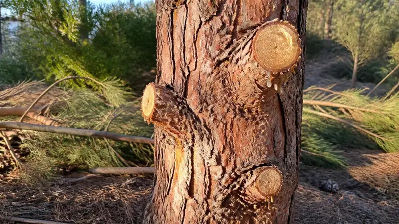 Pin d'Alep dont les branches basses ont été coupées pour dégager le tronc
