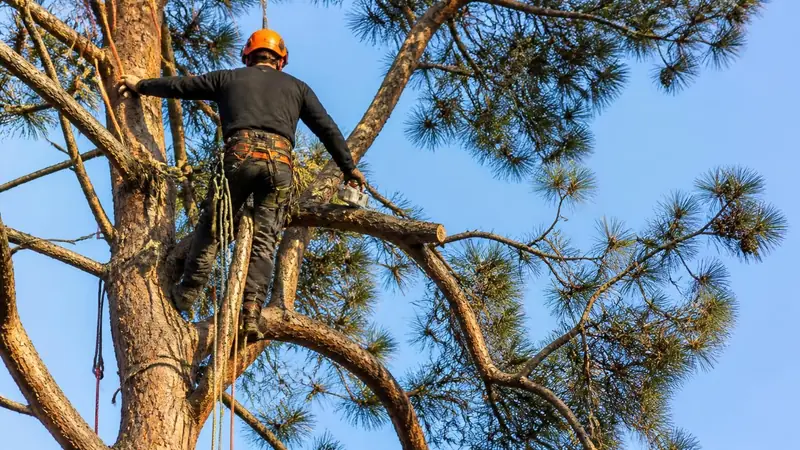 Élagueur grimpeur encordé dans la couronne d'un grand pin