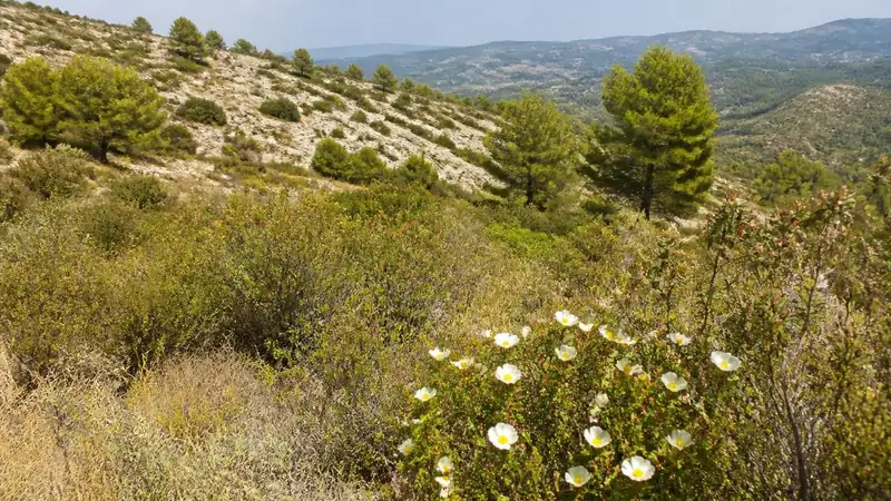 Garrigue sèche et pinède en plein été dans les collines du Centre Var