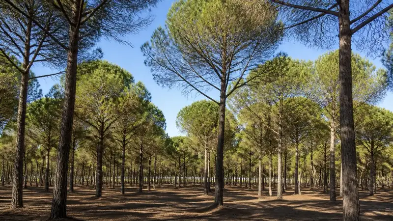 Pins espacés, troncs dégagés et sol débroussaillé sous les couronnes